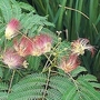 Albizia julibrissin 1 packet
