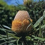Banksia Hookeriana 1 packet (5 seeds)