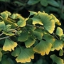 Conifer : Ginkgo biloba 1 packet