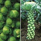 Brussels Sprout : Full Season Collection 2 packets - 1 of each