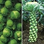 Brussels Sprout : Full Season Collection 2 packets - 1 of each