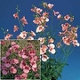 Diascia Collection 2 packets - 1 of each