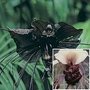 Bat Plant (Tacca chantrierei) : Collection 2 packets - 1 of each