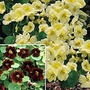 Nasturtium Duo 2 packets - 1 of each