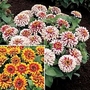 Zinnia Elegans Swizzle Duo 2 packets - 1 of each (20 seeds in total)