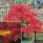 Acer Collection 2 packets - 1 of each (50 seeds in total)