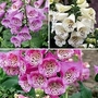 Foxglove : Camelot Trio 3 packets - 1 of each