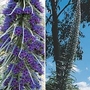 Echium Collection 2 packets - 1 of each