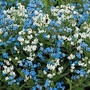 Cynoglossum amabile Chill Out 1 packet