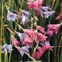 Dierama T&M Species Mixed 1 packet (20 seeds)
