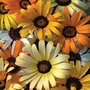 Osteospermum pluvalis Tetra Sunshine Giants 1 packet