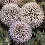 Echinops pungens 1 packet