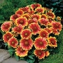 Gaillardia anisata Arizona Sun 1 packet