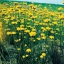 Helichrysum Subulifolium Yellow Star 1 packet (200 seeds)
