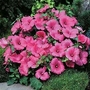 Lavatera trimestris Twins Hot Pink 1 packet
