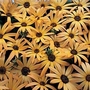 Osteospermum sinuata African Sun 1 packet