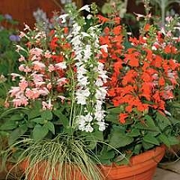 Salvia coccinea Hummingbird Mixed 1 packet