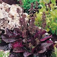 Salvia lyrata Purple Volcano 1 packet