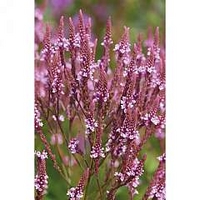 Verbena hastata Pink Spires 1 packet