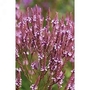 Verbena hastata Pink Spires 1 packet