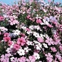 Silene occulata Patio Mixed 1 packet