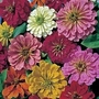 Zinnia elegans Magellan Mixed F1 Hybrid 1 packet