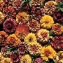 Zinnia haageana Aztec Sunset 1 packet
