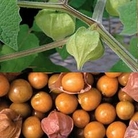 Cape Gooseberry Duo 2 packets - 1 of each