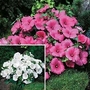 Lavatera Twins 2 packets - 1 of each