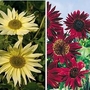 Sunflower  : Companions 2 packets - 1 of each