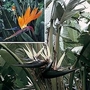 Bird of Paradise Collection 2 packets - 1 of each