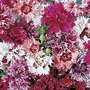 Dianthus Chinensis Edwardiana 1 packet (100 seeds)