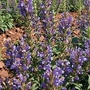 Lallemantia canescens Blue Snap 1 packet