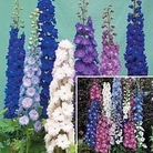Delphinium New Zealand Duo 2 packets - 1 of each
