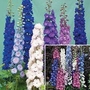 Delphinium New Zealand Duo 2 packets - 1 of each (22 seeds in total)