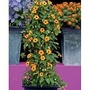 Thunbergia Alata Superstar Orange 1 packet (12 seeds)