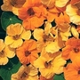 Nasturtium 'St Clements' 1 packet (25 seeds)