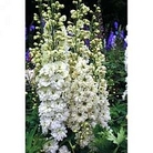 Delphinium hybridum Green Twist 1 packet