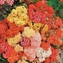 Achillea Millefolium Summer Berries F2 Hybrid 1 packet (40 seeds)