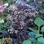 Anthriscus sylvestris Ravenswing 1 packet