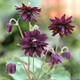 Aquilegia vulgaris Miss M.I. Huish 1 packet