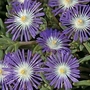 Delosperma Floribunda Stardust 1 packet (200 seeds)