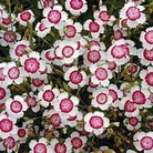 Pinks : Arctic Fire 1 packet