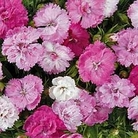 Dianthus x hybrida Dynasty Pink Magic F1 Hybrid 1 packet