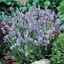 Lavandula Angustifolia Ellagance Sky 1 packet (20 seeds)