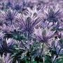 Eryngium Alpinum Blue Lace 1 packet (25 seeds)