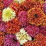 Blanket Flower Razzle Dazzle 1 packet