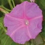 Ipomoea Tricolor Candy Pink 1 packet (30 seeds)