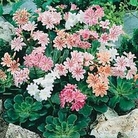 Lewisia cotyledon Galaxy Mixed 1 packet