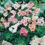 Lewisia cotyledon Galaxy Mixed 1 packet